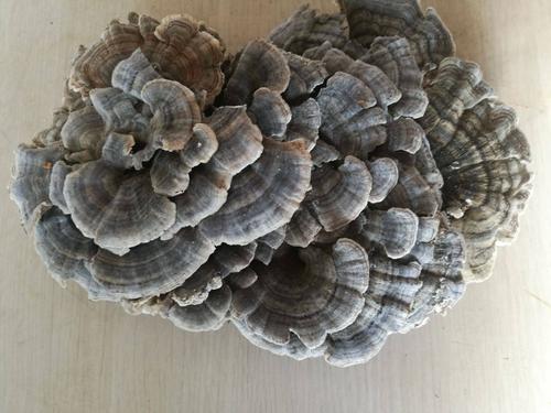 Coriolus Versicolor Coriolus Versicolor
